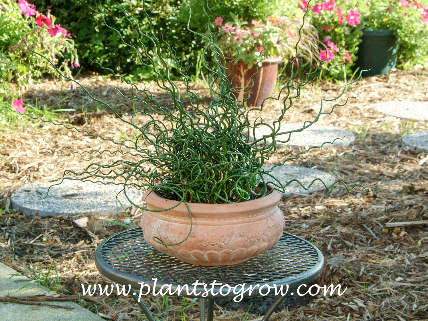 Corkscrew Juncus (Juncus effusus Spiralis)